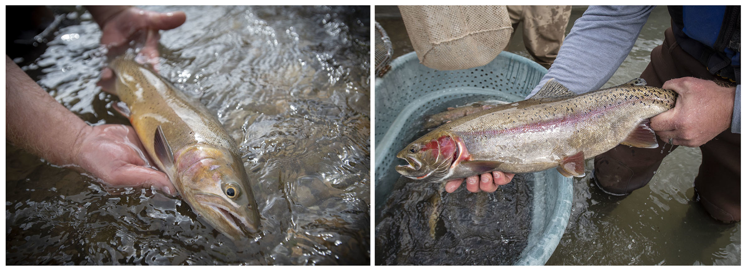 Rainbow trout electrofishing